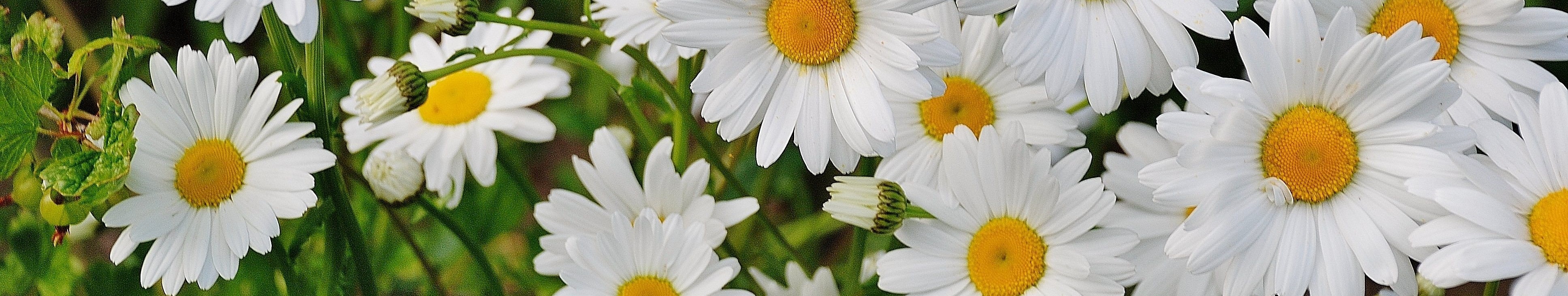 daisies