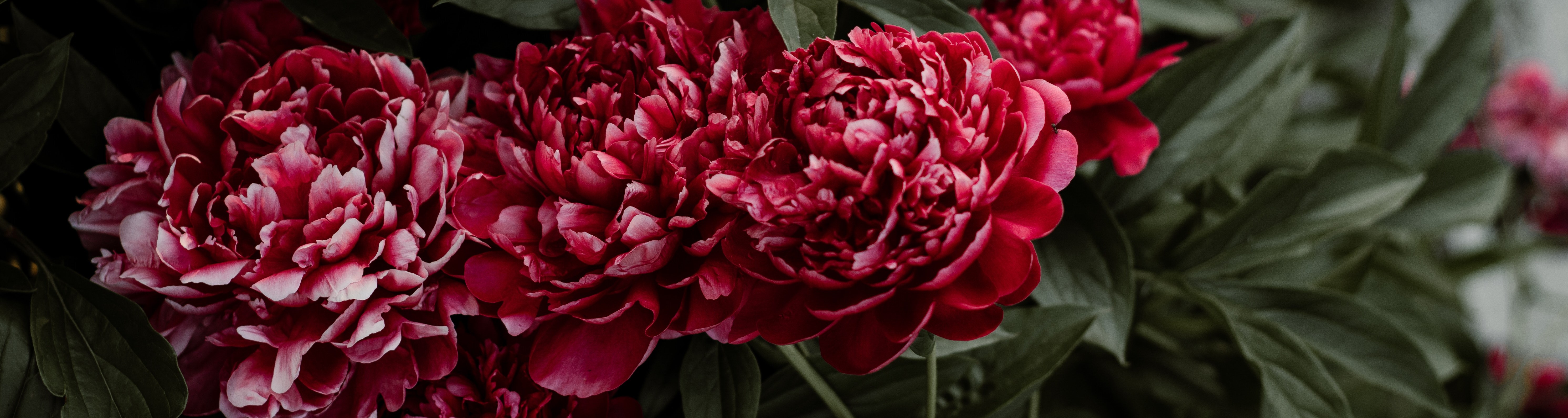 peonies