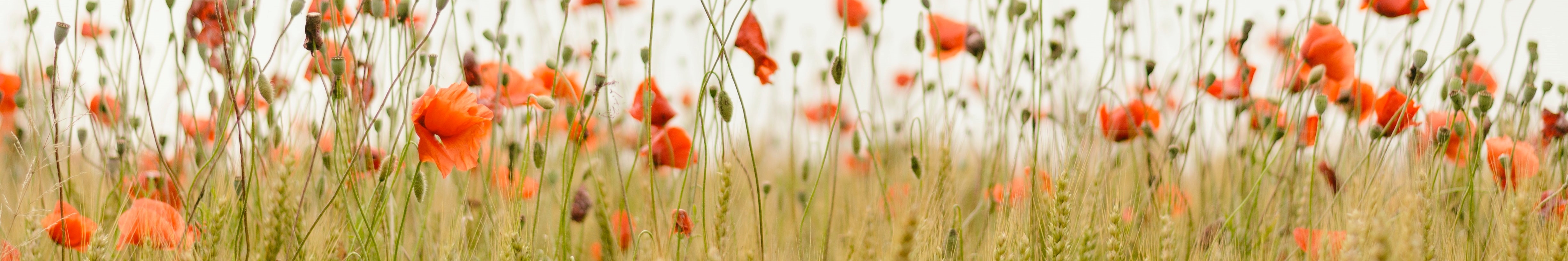 Poppies