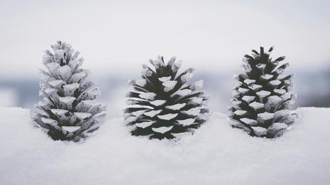 three pinecones lined up and nestled in the snow