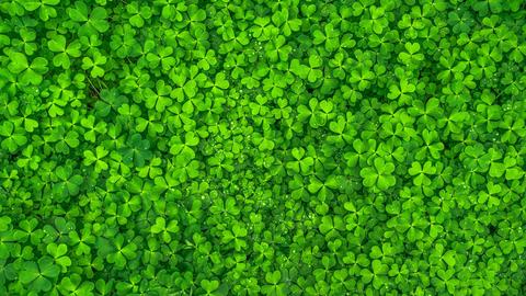 close up of a field of clover