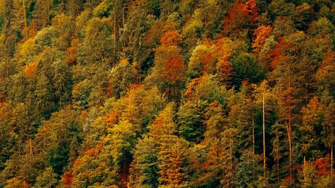 Peak fall colors - mountainside of trees over a boat on a lake