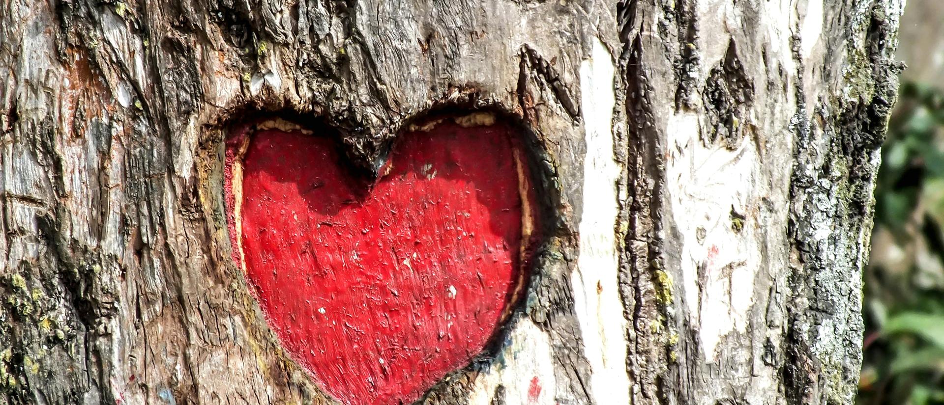 heart carved into tree trunk and painted red inside
