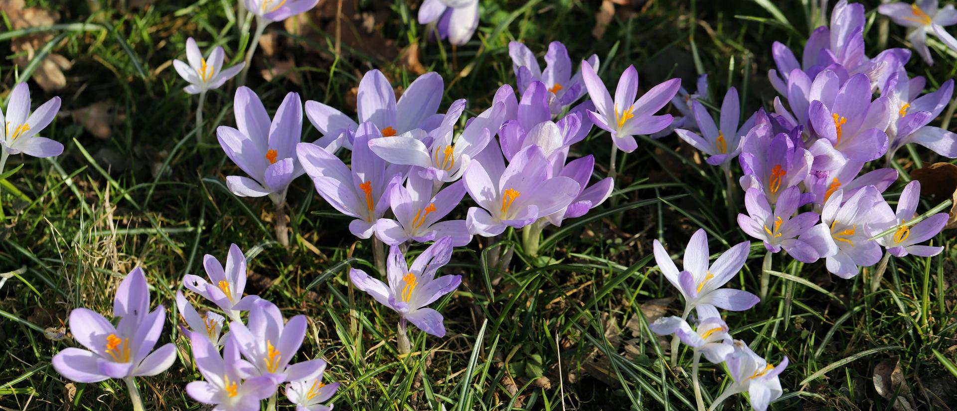 Crocuses - purple and white flowers growing close to the ground