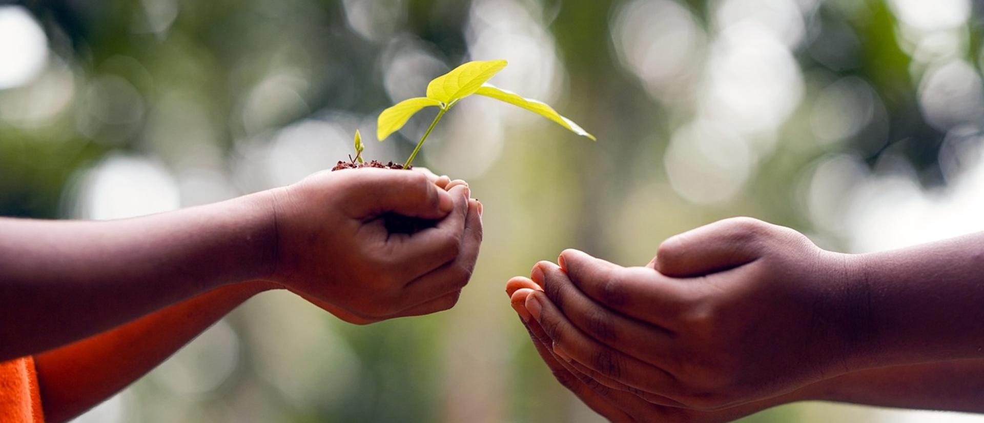 hands passing a young plant to another set of hands