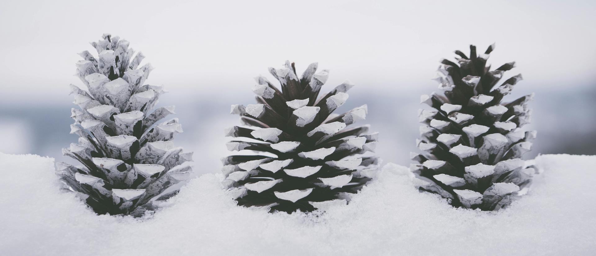 three pinecones lined up and nestled in the snow
