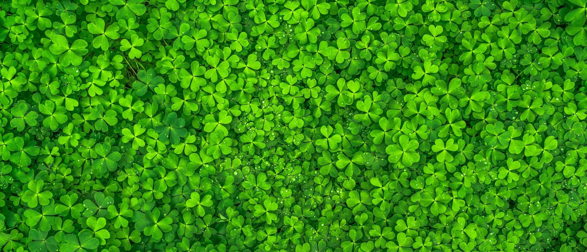 close up of a field of clover