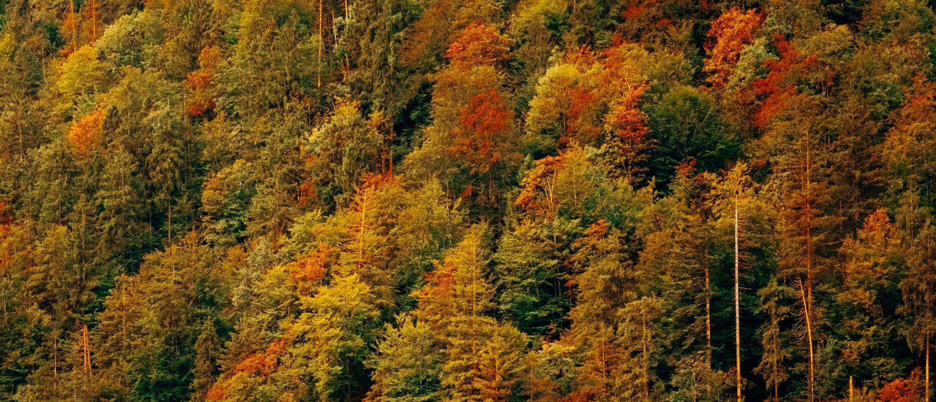 Peak fall colors - mountainside of trees over a boat on a lake