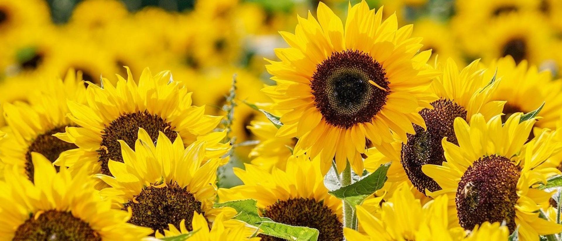 sunflowers